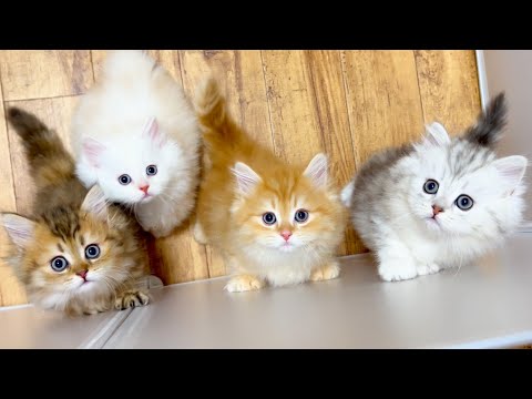 ★まとめ★お別れ回！クルミ家の子猫達の動画をまとめてみた件【猫のいる生活Vol.769～786】出産動画 マンチカン短足・ミヌエット・ペルシャ猫専門ブリーダー『ペット蔵人』【子猫の成長記録】