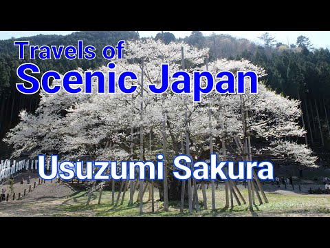 【439】Usuzumi Sakura / Travels of Scenic Japan / Tabiator