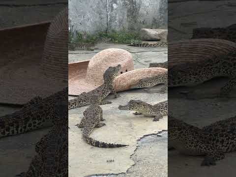 Baby Crocodile Deathroll! #shorts #youtubeshorts #crocodile #babyanimals