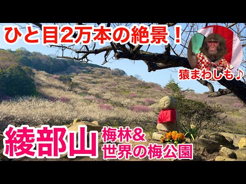 山陽電車で行く！瀬戸内海ビューの綾部山梅林&世界の梅公園で西日本一の観梅を堪能