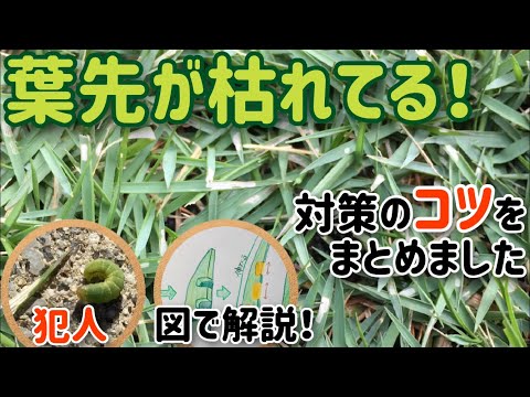 スジキリヨトウから大切な芝生を守る方法教えます！早期発見の意外と知らないコツ