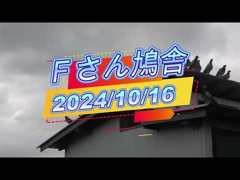 Ｆさん鳩舎　2024年10月16日