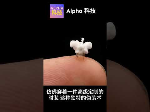 蝽象若虫，亚马逊雨林中的爆米花虫 @Alpha科技频道， by Alpha的摩西