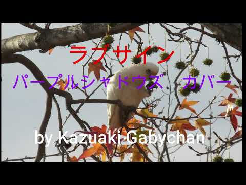 1968 ”ラブ･サイン ”Love Sign", パープルシャドウズ カバー, Purple Shadows covered by Kazuaki Gabychan