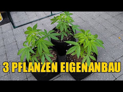 3 Cannabis Pflanzen Eigenanbau