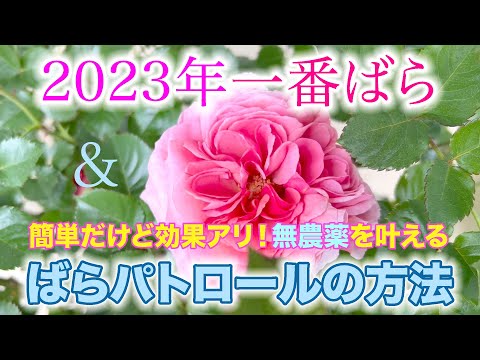 【一番ばら】今年も薔薇が咲きました！今年の一番乗りは？無農薬を叶える簡単ばらパトの方法。