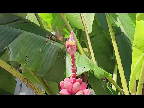 Banana tree in Sydney Queen Botanic Park