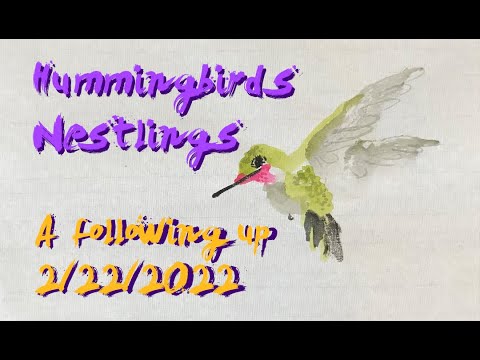 2K HD Video Footage: A Fledged Hummingbird 02222022