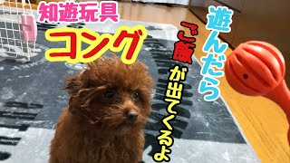 【知遊玩具☆コングを使って遊んでみたよ🐶】トイプードルのサラ