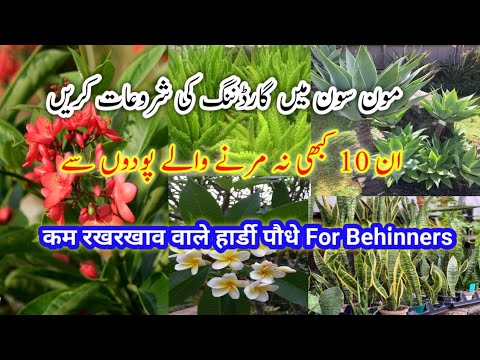 Permanent Hardy Plants To Grow In monsoon/Easy To Grow Plants For Beginners/Not to kill plants