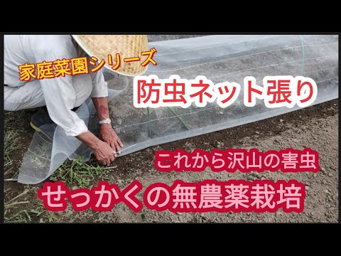 【防虫ネット張り】これからモンシロチョウが卵を産み付ける【家庭菜園シリーズ】