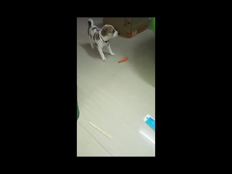 #rocket Playing with Carrot🥕 #shorts #dog #tomandjerry #kids