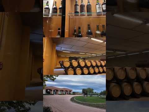 Un día conmigo en un viñedo #wine #vlog