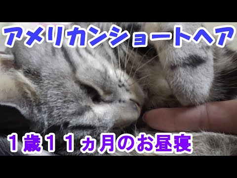 １歳１１ヵ月のお昼寝（アメリカンショートヘア）