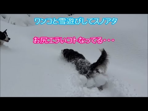 【ジムニー３台で】ボーダーコリー６頭　ゴールデン１頭　ワンコと雪遊びしてスノアタしてきました【淀川家】