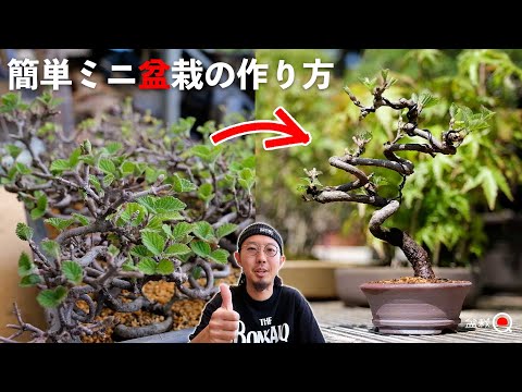 Even beginners can do it! Let's make a mini bonsai with Kinkasan Viburnum [Bonsai Q]