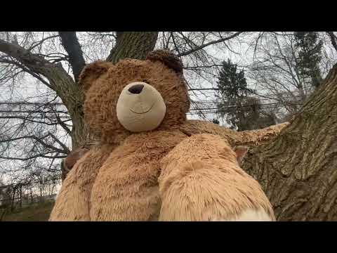 Teddy Bear Abandoned in a tree! Right next to a highway.