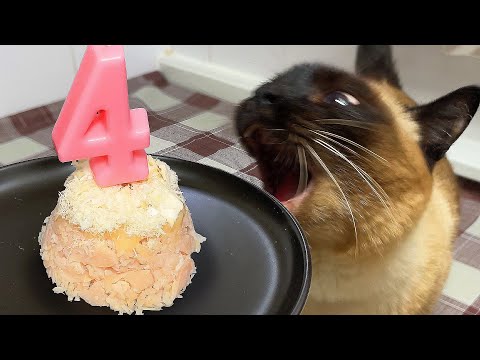 Easy and Cheap Cat Cake Recipe