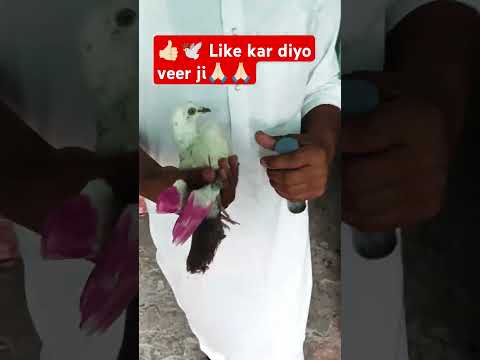 #pigeon#pigeonloves #kabuterlover #kabuter  #pakistan #kabuterbaaz #youtube#viral #trending