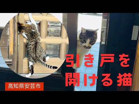 戸を上手に開ける猫の「太郎吉」！看板娘になった