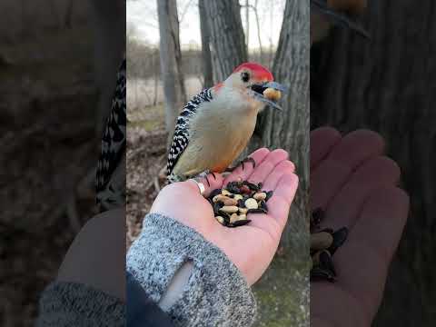 Adorable Woodpecker Eats Seeds From Hand!