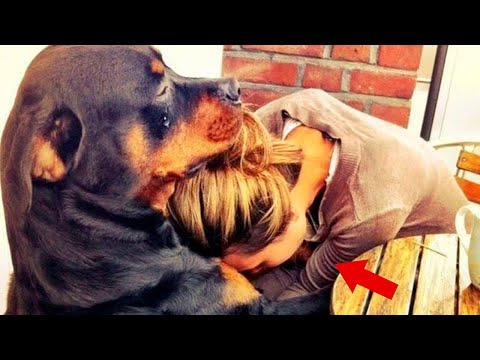 The woman received the dog from the shelter, and the next day an unexpected surprise awaited her.