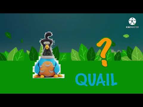 Learn The ABCs: Q is for Quail