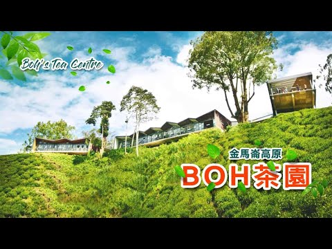 金馬崙高原 BOH茶園 Boh's Tea Centre