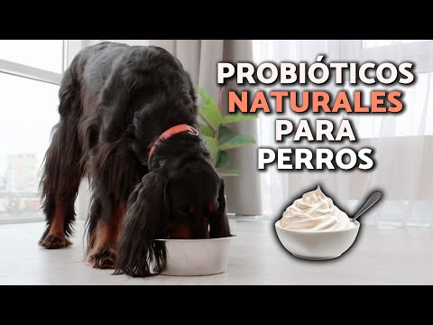 ¿Cuáles son los MEJORES PROBIÓTICOS para PERROS? 🧫🐕 BENEFICIOS y PARA QUÉ SIRVEN