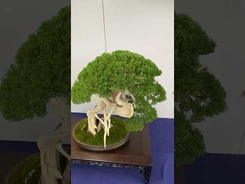 49th Sakufu Bonsai Exhibition 2023. #bonsai #盆栽 #bonsaiexhibition