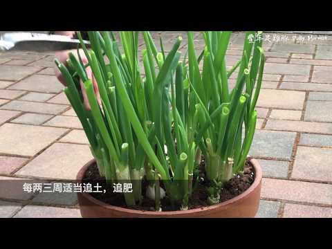 超市买的葱直接就能种。🌱春夏秋冬吃到小葱🌱花盆种葱| How to Grow Scallions from Kitchen Scraps