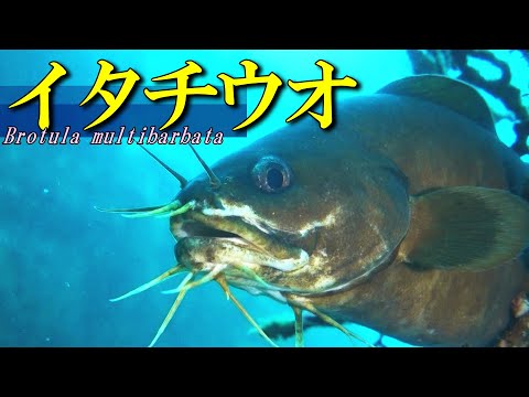 Shallow water deep sea fish / oatsbeard brotula (Brotula multibarbata)