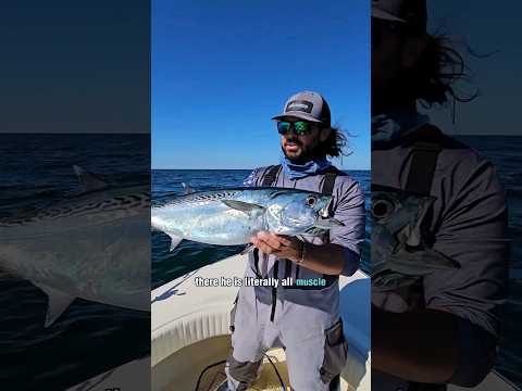 Offshore Topwater Action