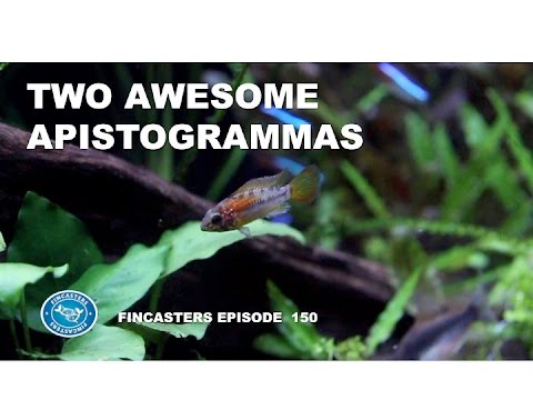 Two Awesome Apistogramma Species Macmasteri and Hongsloi Fincasters Episode 150