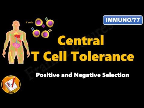 Central T cell Tolerance - Positive and Negative Selection (FL-Immuno/77)