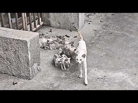 A starving mother cat and her six kittens struggled at death's edge, barely surviving without food.