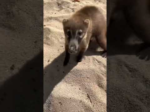 Funny Animals #shorts #animals #raccoon #funnyanimals #funnycomedy #wildlife #island #animallover