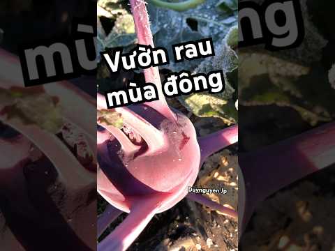 Vườn rau vào mùa đông ở Nhật #pachobull #nharuamit #gardening #farming #lamvuon #カップル #飛行場 #garden