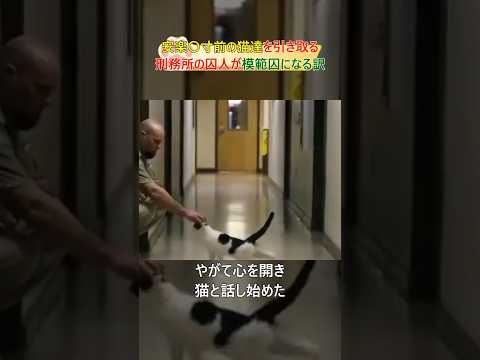 安楽◯寸前の猫達を引き取る刑務所の囚人が模範囚になる訳#cat #shorts#prison#rescuecat #respect #猫#保護猫