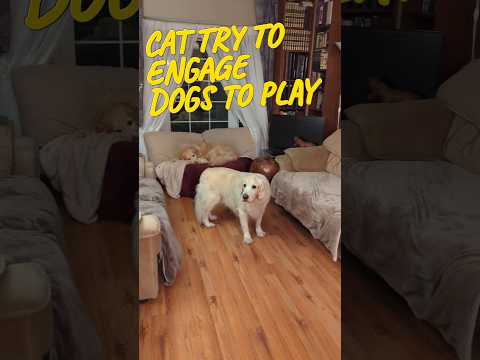 Cat jumps to engage dogs to play #dogs #cats #funny