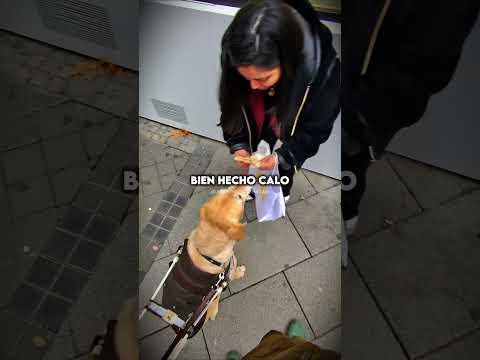 Mi perro guía y mi mujer se alían para probar un trocito de durum de cochinillo