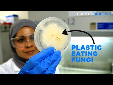 Are fungi that eat up plastic a solution to our waste woes? | Cosmos Briefing #science