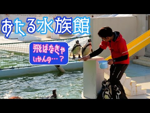 【おたる水族館】月曜から夜更かしで話題になった言うことを聞かないペンギンショー