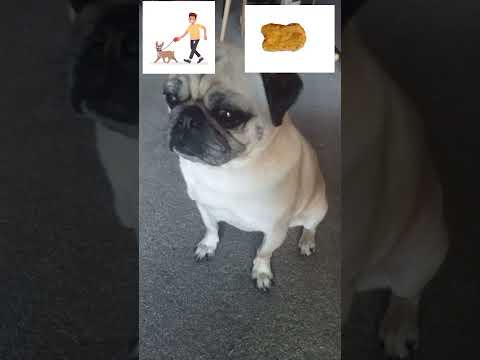 Frank the pug plays would you rather, the most food motivated dog ever! #wouldyourather #pug