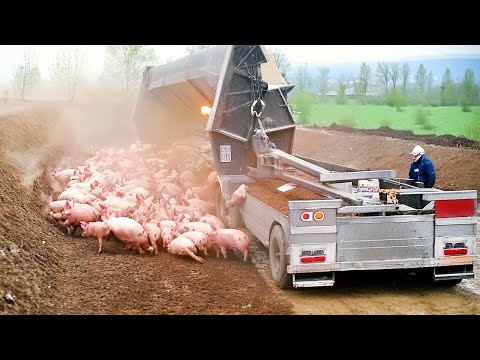 Farmers Use Farming Machines You've Never Seen - Incredible Ingenious Agriculture Inventions ▶3