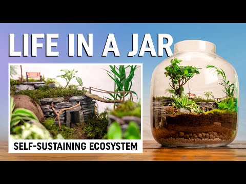 6 months ago we built a self-sustaining ecosystem – this is what happened