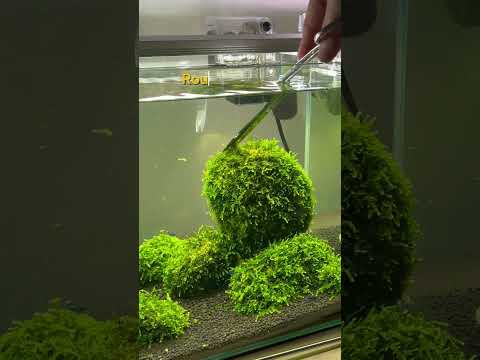 Moss trimming #aquascaping #aquarium #fishtank #aquascape #plantedaquarium #fish #moss