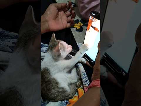 Little Cat Watching Reels 😯 l Little Cute Cate Playing with Mobile #short #Shorts #cat #catvideos