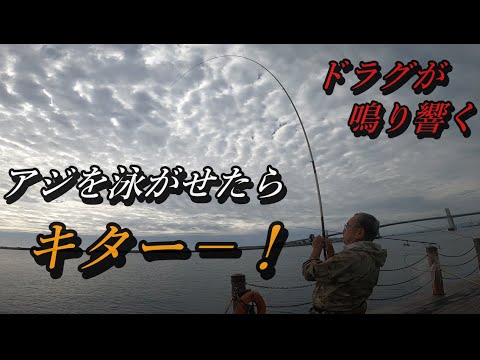 【泳がせ釣り】アジを泳がせたらドラグが鳴り響き大物キター－－！！ in小名浜港