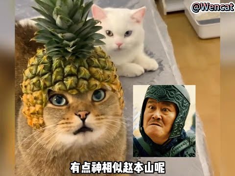 盘点那些被人类玩坏的猫咪。Take a look at those cats that have been ruined by humans.